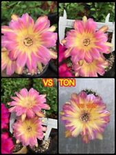 Echinopsis lobivia hybrid d'occasion  France