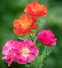 California poppies eschscholzi for sale  STOKE-ON-TRENT