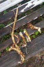 Frische meerrettich wurzeln gebraucht kaufen  Geratal
