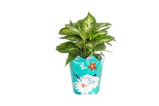 Dieffenbachia live indoor for sale  Chicago