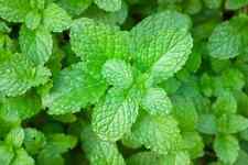 Herb peppermint mentha for sale  READING
