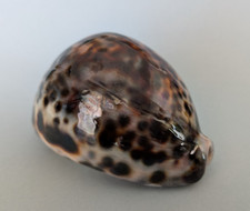Cypraea tigris gem d'occasion  Nice-