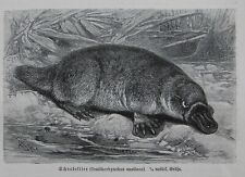 Schnabeltier rnithorhynchus an gebraucht kaufen  Lauenburg/ Elbe