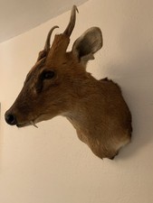 Taxidermy muntjac head for sale  MALDON