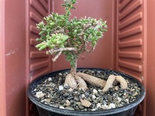 Trichodiadema bulbosum african for sale  Gilroy