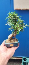 outdoor bonsai trees for sale outdoor bonsai trees for sale LIVERPOOL