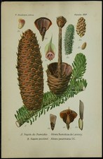1898ca numidian tree d'occasion  Expédié en Belgium