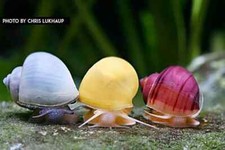 Lumaca acquario dolce usato  Leffe