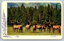 Bull cow elks for sale  Dayville