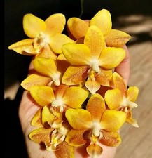 Phal. fragrance beautiful for sale  New Castle