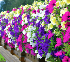 Petunia seeds balcony for sale  CARSHALTON