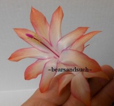 Schlumbergera coral cascade for sale  Lawrence