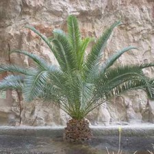 Phoenix canariensis canary for sale  LIVERPOOL