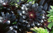 Succulents cactus black for sale  Fountain Valley