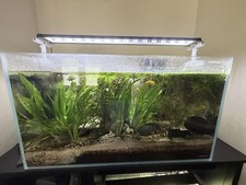 Gallon landen fish for sale  Haslet