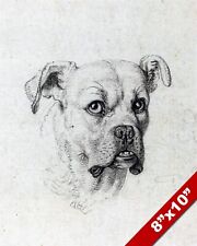 Boxer dog portrait for sale  South Jordan