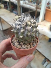 Copiapoa hypogaea. pot usato  Civitanova Marche