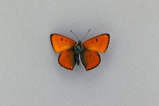 Extinct historic rare for sale  OLDBURY
