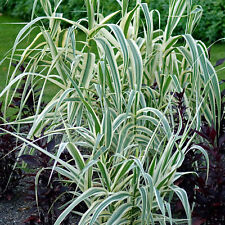 Arundo ely variegated for sale  UK