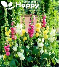 Hollyhock summer carnival for sale  DONCASTER