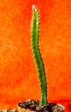 Selenicereus grandiflorus kön gebraucht kaufen  Nürnberg