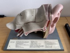 Scientific anatomisches modell gebraucht kaufen Scientific anatomisches modell gebraucht kaufen  Castrop-Rauxel