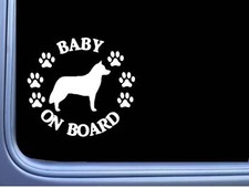 Baby board siberian d'occasion  Expédié en Belgium
