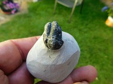 Schöner trilobit gerastos gebraucht kaufen  Limbach-Oberfrohna