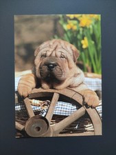 Shar pei welpe gebraucht kaufen  Borna