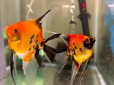 angel fish for sale angel fish for sale Massapequa Park