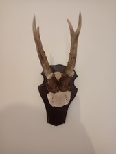 Taxidermy roe deer for sale  HALIFAX