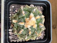 Ariocarpus suratus own usato  Valdastico