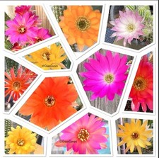 Assorted mixed colors for sale  USA
