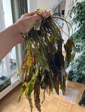 Cryptocoryne wendtii brown gebraucht kaufen  München