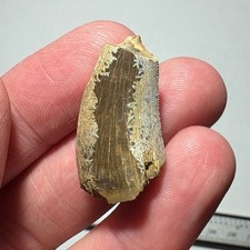 1.14 tyrannosaur tooth for sale  Cass City