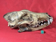 Fossil canis latrans for sale  Madison