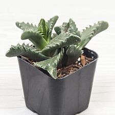 Succulent plant faucaria for sale  San Jose