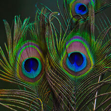 80cm large peacock for sale  WALTHAM CROSS