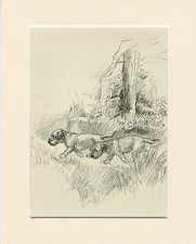 Border terrier dogs for sale  COLEFORD