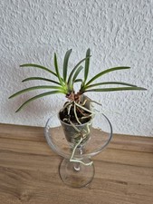 Vanda falcata shutenno gebraucht kaufen  Glienicke