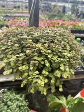 Callisia repens creeping for sale  Garden Grove