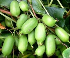 Issai kiwi seeds for sale  Red Lion