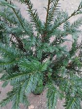 Yew tree taxus for sale  MARCH