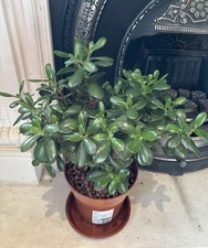 Jade money succulent for sale  LEATHERHEAD
