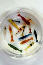 Adult neocaridina candy for sale  Concord