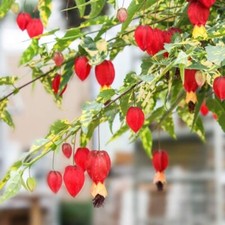 Variegated chinese lantern for sale  Gastonia