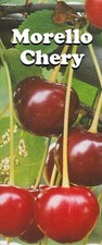 Hardy fruit tree for sale  BIRMINGHAM