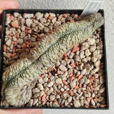 Copiapoa tenuissima crestata usato  Modena