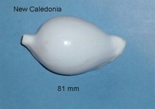 Ovula ovum philippines d'occasion  Sanary-sur-Mer