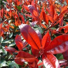 Photinia fraseri little usato  Maddaloni